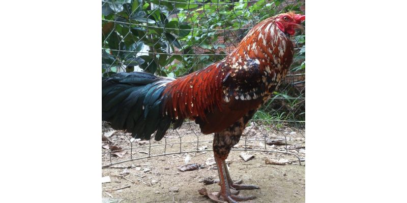 Cách Chọn Gà Đá Hay – Chìa Khóa Thành Công Cho Người Chơi 4 Cách chọn gà đá hay dựa trên vị trí thi đấu