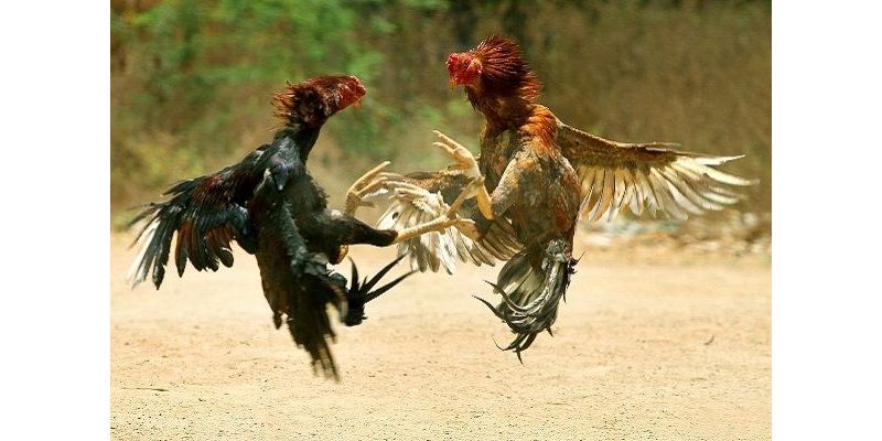 Cách Chọn Gà Đá Hay – Chìa Khóa Thành Công Cho Người Chơi 5 Những yếu tố quan trọng cần xem xét khi nghiên cứu cách chọn gà đá hay