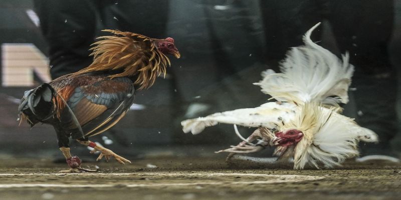 Cách Đá Gà Cựa Dao Giúp Các Cao Thủ Luôn Chiến Thắng 4 Các quy tắc khi tham gia cách đá gà cựa dao tại Sbobet