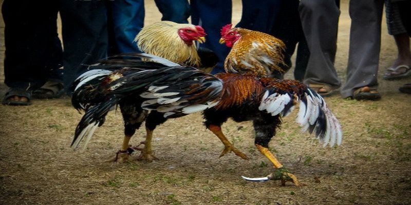 Cách Đá Gà Cựa Dao Giúp Các Cao Thủ Luôn Chiến Thắng 2 Tổng quan về cách đá gà cựa dao