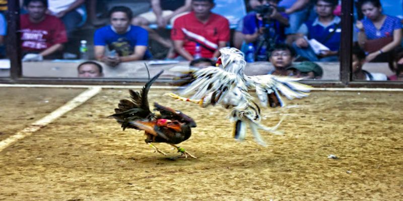Cách Đá Gà Cựa Dao Giúp Các Cao Thủ Luôn Chiến Thắng 3 Tại sao cách đá gà cựa dao lại thu hút người chơi