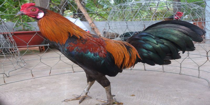 Cách Đổ Gà Đá Cựa Chuẩn Được Nhiều Kê Sư Áp Dụng Nhất 4 Cách chăm sóc gà con sau khi đổ thành công