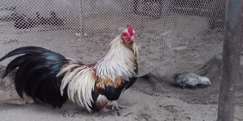 Cách Đổ Gà Đá Cựa Chuẩn Được Nhiều Kê Sư Áp Dụng Nhất 3 Các cách đổ gà đá cựa khác bạn có thể tham khảo