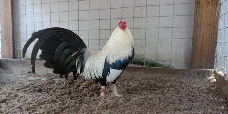 Cách Đổ Gà Đá Cựa Chuẩn Được Nhiều Kê Sư Áp Dụng Nhất 5 Thời gian để hoàn thành cách đổ gà đá cựa thường kéo dài bao lâu