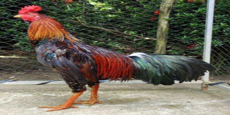 Cách Đổ Gà Đá Cựa Chuẩn Được Nhiều Kê Sư Áp Dụng Nhất 2 Tìm hiểu về cách đổ gà đá cựa