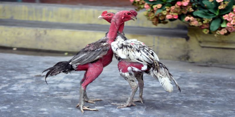 Cách Nuôi Gà Đá Chân Mạnh Hiệu Quả Cao Từ Các Chuyên Gia 4 Sự chăm sóc và môi trường sống cách nuôi gà đá chân mạnh