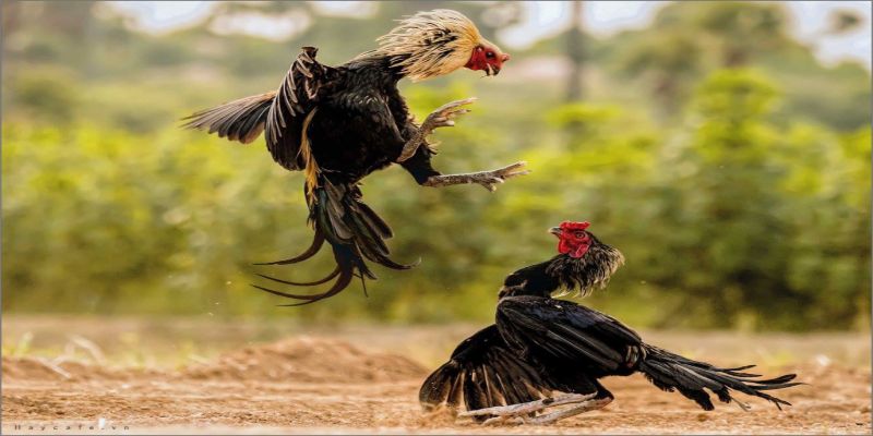 Cách Nuôi Gà Đá Chân Mạnh Hiệu Quả Cao Từ Các Chuyên Gia 2 Chế độ dinh dưỡng cho cách nuôi gà đá chân mạnh