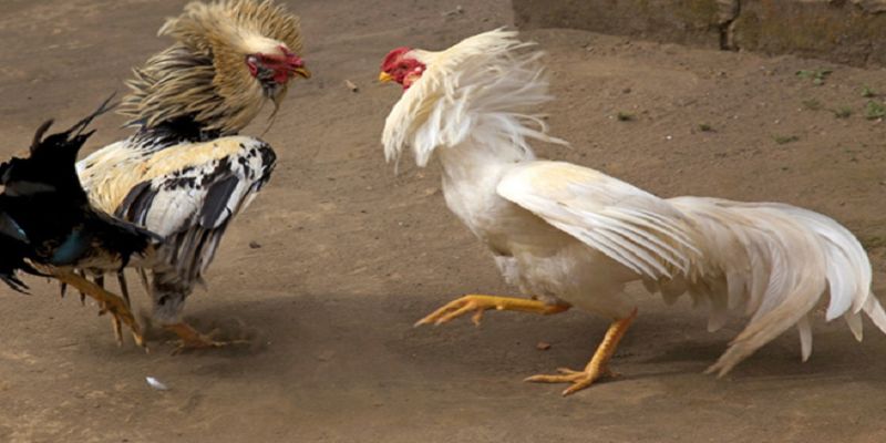 Cách Nuôi Gà Đá Chân Mạnh Hiệu Quả Cao Từ Các Chuyên Gia 3 Hướng dẫn cách nuôi gà đá chân mạnh mẽ