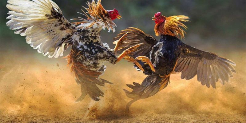 Cách Nuôi Gà Đá Chân Mạnh Hiệu Quả Cao Từ Các Chuyên Gia 5 Tâm lý trong quá trình huấn luyện cách nuôi gà đá chân mạnh