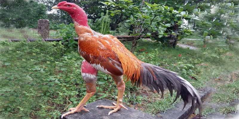 Cách Xem Tướng Gà Đá-Đừng Bỏ Qua Để Chọn Chiến Kê Đúng Cách 4 Cách xem tướng gà đá thông qua chân và vảy