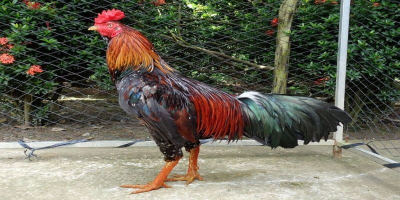 Cách Xem Tướng Gà Đá-Đừng Bỏ Qua Để Chọn Chiến Kê Đúng Cách 2 Vì sao cách xem tướng gà đá lại có vai trò quan trọng?