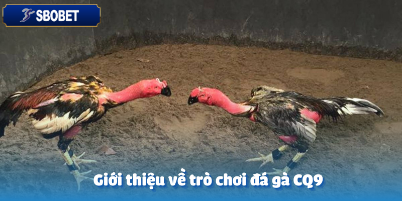 Đá Gà CQ9 Sbobet – Chinh Phục Những Màn So Tài Đỉnh Cao 2 Tìm hiểu về đá gà CQ9 tại Sbobet