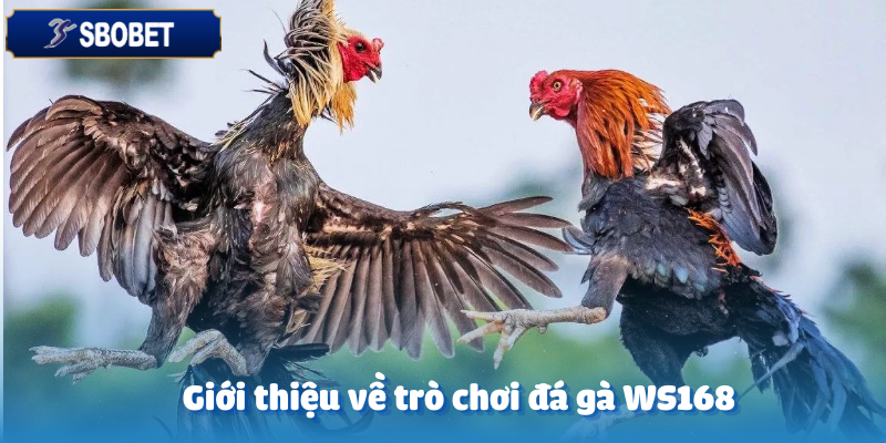 Đá Gà WS168 – Trải Nghiệm Kịch Tính Cùng Sbobet 2 Khái quát về trò chơi đá gà WS168 tại Sbobet