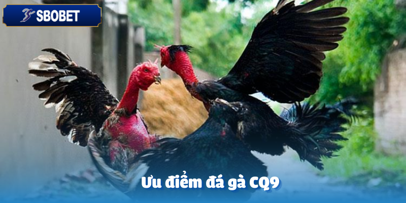 Đá Gà CQ9 Sbobet – Chinh Phục Những Màn So Tài Đỉnh Cao 3 Ưu điểm siêu việt khi trải nghiệm đá gà CQ9
