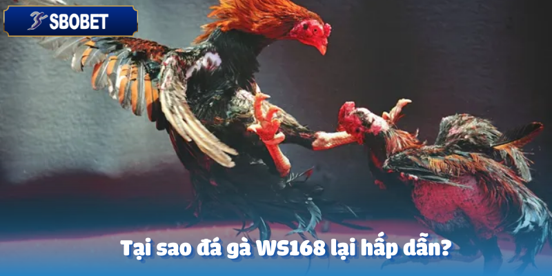 Đá Gà WS168 – Trải Nghiệm Kịch Tính Cùng Sbobet 3 Lý do đá gà WS168 thu hút đông đảo người chơi