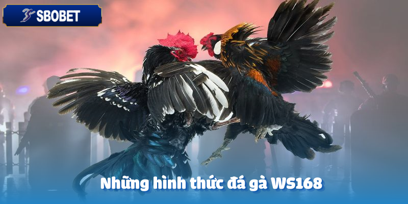 Đá Gà WS168 – Trải Nghiệm Kịch Tính Cùng Sbobet 4 Cá cược vào đội gà chiến là một trong những hình thức được chơi nhiều nhất tại đá gà WS168