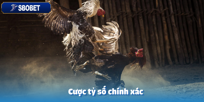 Đá Gà CQ9 Sbobet – Chinh Phục Những Màn So Tài Đỉnh Cao 5 Cược tỷ số đá gà CQ9 được đại đa số người chơi tham gia
