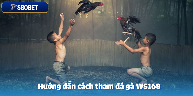Đá Gà WS168 – Trải Nghiệm Kịch Tính Cùng Sbobet 5 Cách tham gia chơi đá gà WS168 vô cùng đơn giản