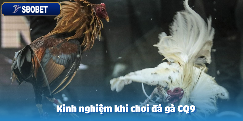 Đá Gà CQ9 Sbobet – Chinh Phục Những Màn So Tài Đỉnh Cao 6 Mẹo hay từ các chuyên gia đá gà CQ9 Sbobet