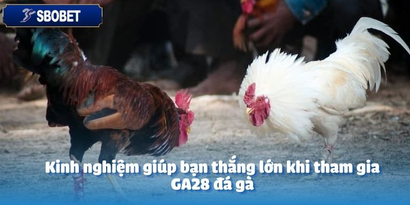GA28 Đá Gà Tại SBOBET: Trải Nghiệm Độc Đáo Cho Người Chơi 6 Bạn cần áp dụng một số chiến lược thông minh tại GA28 đá gà