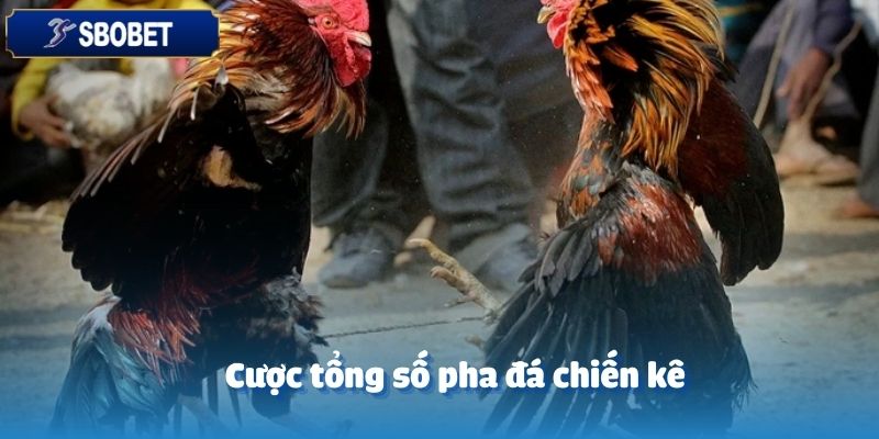 Odin Đá Gà Tại SBOBET: Trận Đấu Nảy Lửa, Cơ Hội Thắng Lớn 5 Cược tổng số pha đá là lựa chọn hoàn hảo tại Odin đá gà