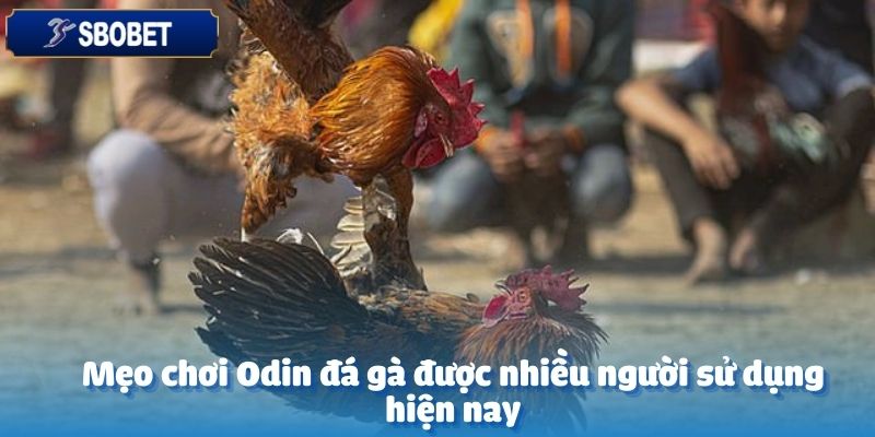 Odin Đá Gà Tại SBOBET: Trận Đấu Nảy Lửa, Cơ Hội Thắng Lớn 6 Hiểu rõ về chiến kê là yếu tố quan trọng hàng đầu tại Odin đá gà