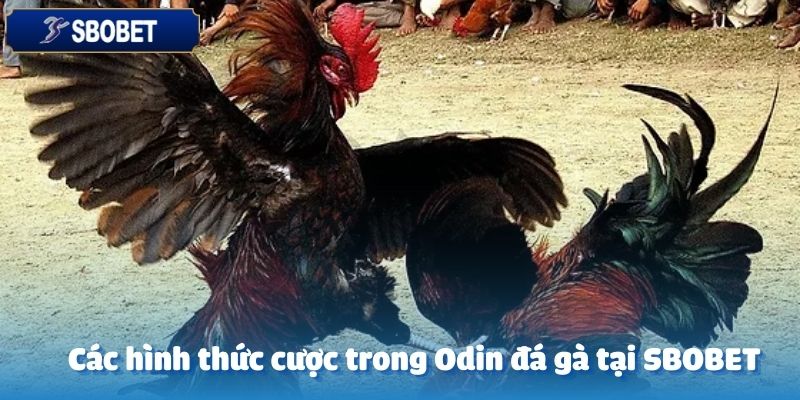 Odin Đá Gà Tại SBOBET: Trận Đấu Nảy Lửa, Cơ Hội Thắng Lớn 4 Odin đá gà tại SBOBET có nhiều sự lựa chọn cho người chơi