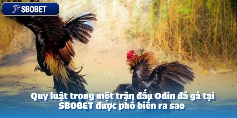 Odin Đá Gà Tại SBOBET: Trận Đấu Nảy Lửa, Cơ Hội Thắng Lớn 3 Quy luật Odin đá gà tại SBOBET được xây dựng một cách chi tiết