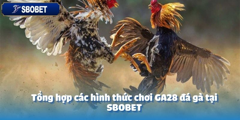GA28 Đá Gà Tại SBOBET: Trải Nghiệm Độc Đáo Cho Người Chơi 3 Tại sảnh GA28 đá gà của SBOBET bạn sẽ được tận hưởng nhiều loại hình