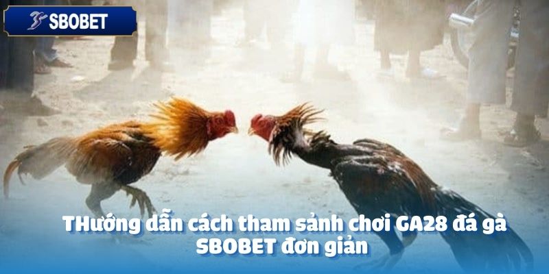 GA28 Đá Gà Tại SBOBET: Trải Nghiệm Độc Đáo Cho Người Chơi 5 Tham gia sảnh chơi GA28 đá gà tại SBOBET đơn giản